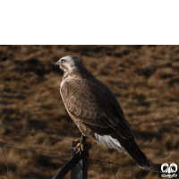 گونه سارگپه کوهی Upland Buzzard